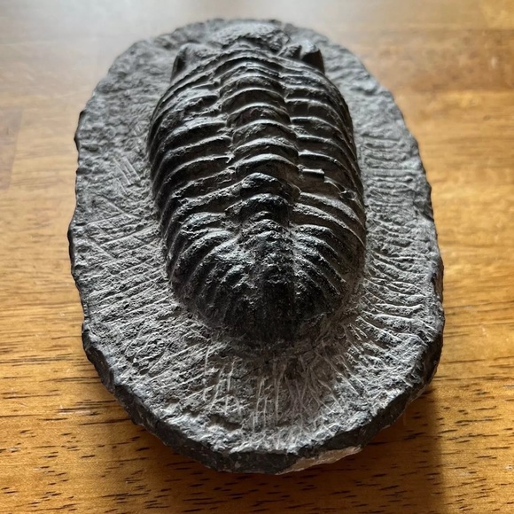 Trilobite fossil - Picture 4 of 14